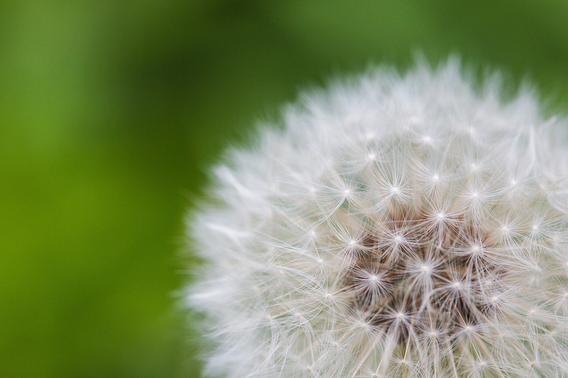 dandelion-864963_1920